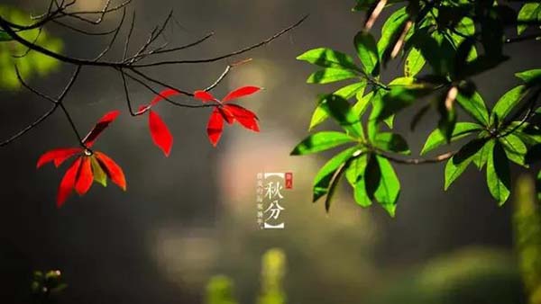 秋分至,一叶落平分秋色,万物收岁月无恙。