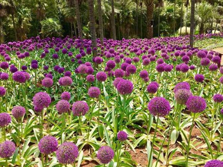 青岛庭院植物养护