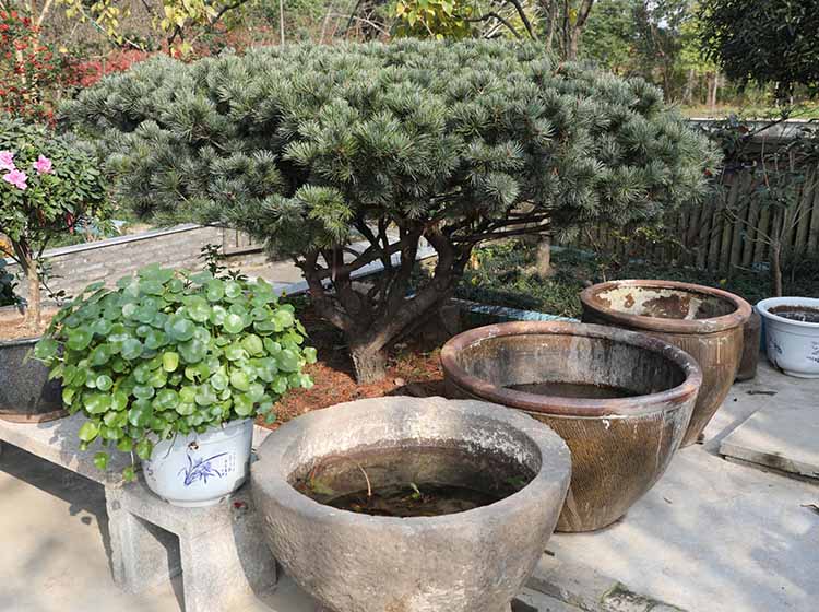 青岛庭院植物养护